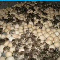 بلدرچین  مولد و 3ماه بهترین کیفیت