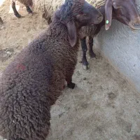 میش