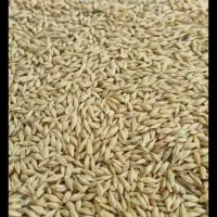 فروش جومحلی