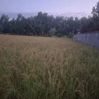 فروش زمین در بافت مسکونی با  استعلامات کامل