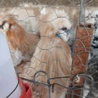 زینتی و خوشگل و زیبا