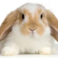 وسیله خرگوش