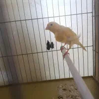 قناری نر|پرنده|همدان, |دیوار