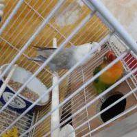 طوطی کوتوله برزیلی
