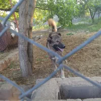 سگ سرابی سالم