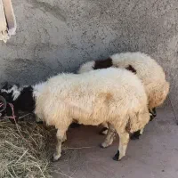 قصابی شهریمیز ماکو