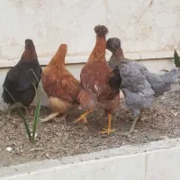 فروش مرغ طاقچه اصل خود روستا شش ماهه