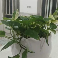 فروش گل پتوس ابلغ وساده با گلدان چینی سفی