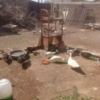 اردک اسرائیلی