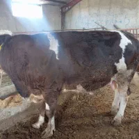 گاو گوشتی برای قربانی محرم