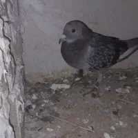 کبوتر|پرنده|کوه چنار, |دیوار
