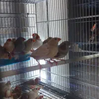 انواع گنجشک سانان فنچ و قناری سهره