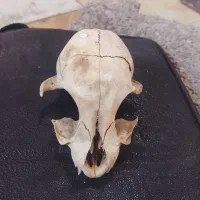 فسیل جات