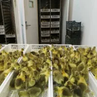 جوجه غاز محلی تعداد بالاو لیندا