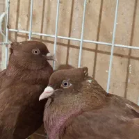 کبوتر