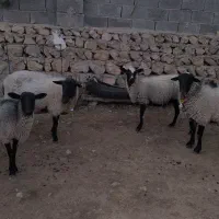 میش گوسفند رومانف