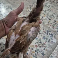 سلام چوجه دشتی
