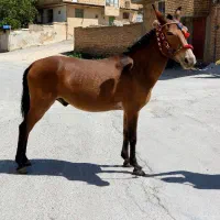 قاطر عشایری
