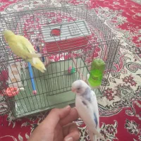 مرغ عشق کم یاب