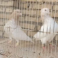 کبوتر
