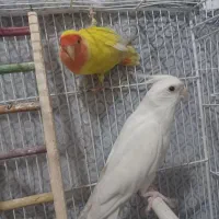 کوتوله گمشده
