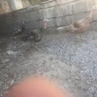 بوقلمون معاوضه