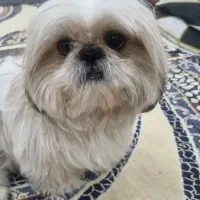 سگ سوپر فلت اصیل
