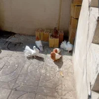 کبوتر  دم چتری سر لرزان