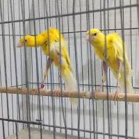 قناری جیور نرو ماده ۸تومن