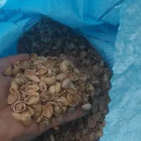 خرید پوست پسته در هرتناژی (نقدی)