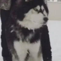 جفتگیری هاسکی