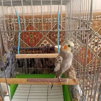 عروس هلندی