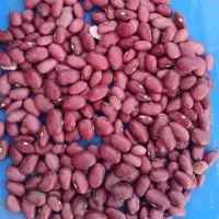 یک تن لوبیا قرمز