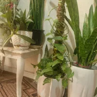 گل طبیعی|گل و گیاه طبیعی|فولادشهر, B2|دیوار