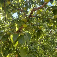 فروش باغچه با بنا و استخر