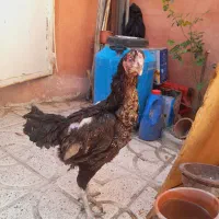 مرغ لا ری