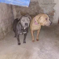 پیتبول|سگ|محمدیار, |دیوار