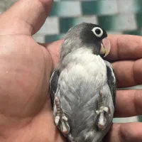 جفت کتوله