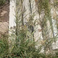 پایه فنس بتنی
