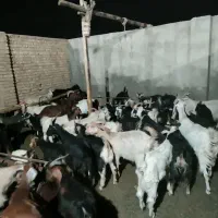 بز بزغاله