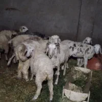 ده تا بره کیلویی 610