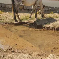 اسب|اسب و تجهیزات اسب‌سواری|همدان, |دیوار