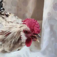 خروس چهل تاج