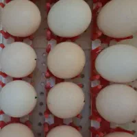 تخم مرغ نطفه دار