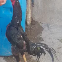 تخم اوشامو موجوده ۲۰۰تومن مقطوع