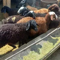 ۲۸ راس بره ۸ راس ماده