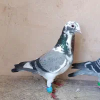 کبوتر