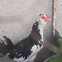خروس گلین جوان