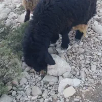 بره نر