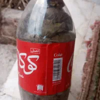 برگ دلمه|خوردنی و آشامیدنی|مراغه, |دیوار